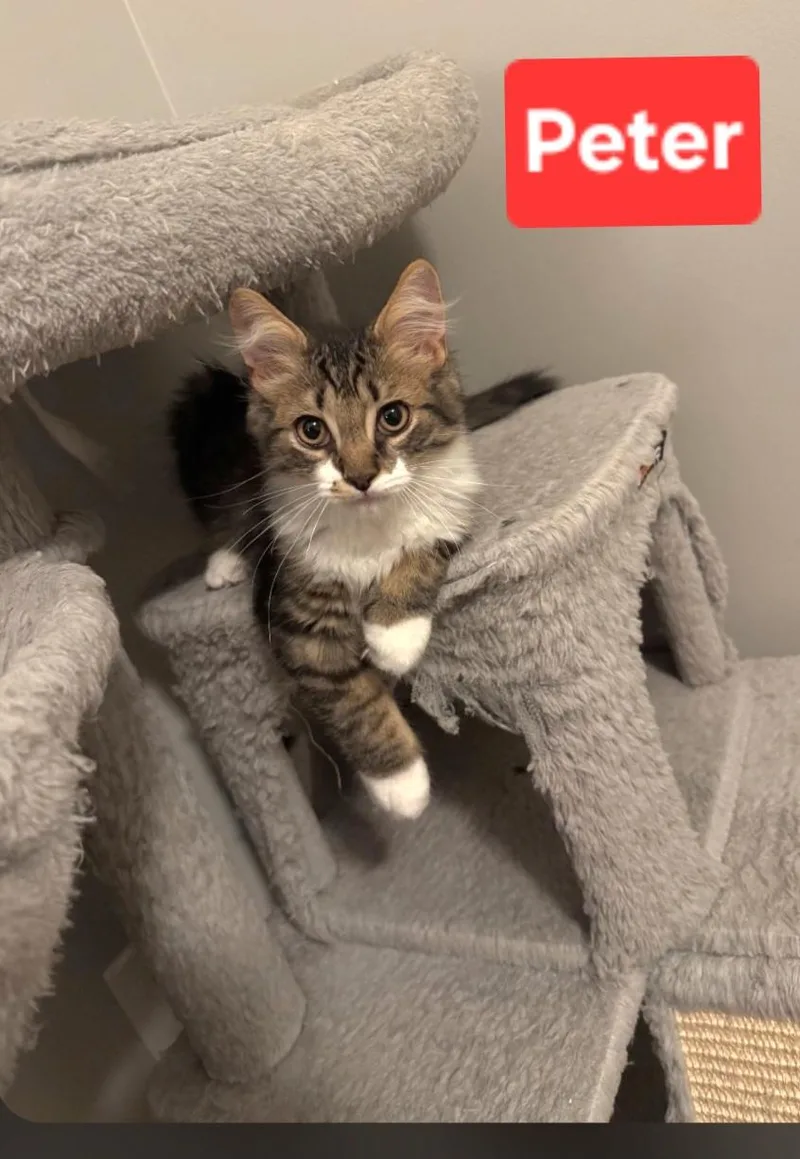 A baby small-sized male Tabby (Brown / Chocolate) Domestic Long Hair cat named Peter siblings are Greg for adoption in Brighton, MI