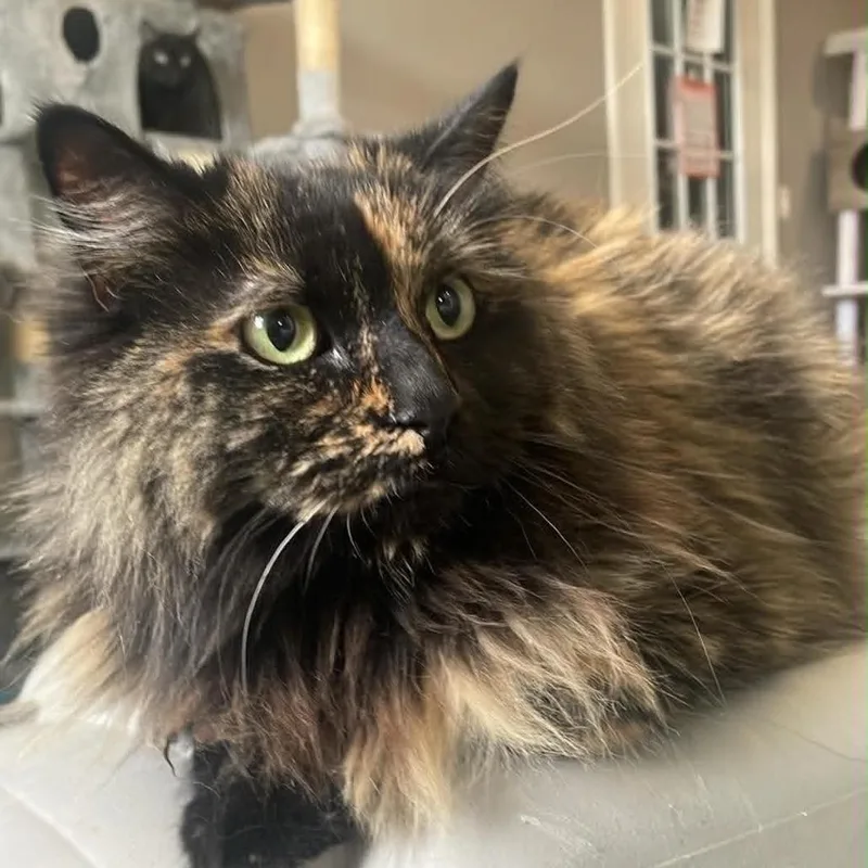 An adult small-sized female Tortoiseshell Domestic Long Hair cat named Black Betty for adoption in CHANUTE, KS