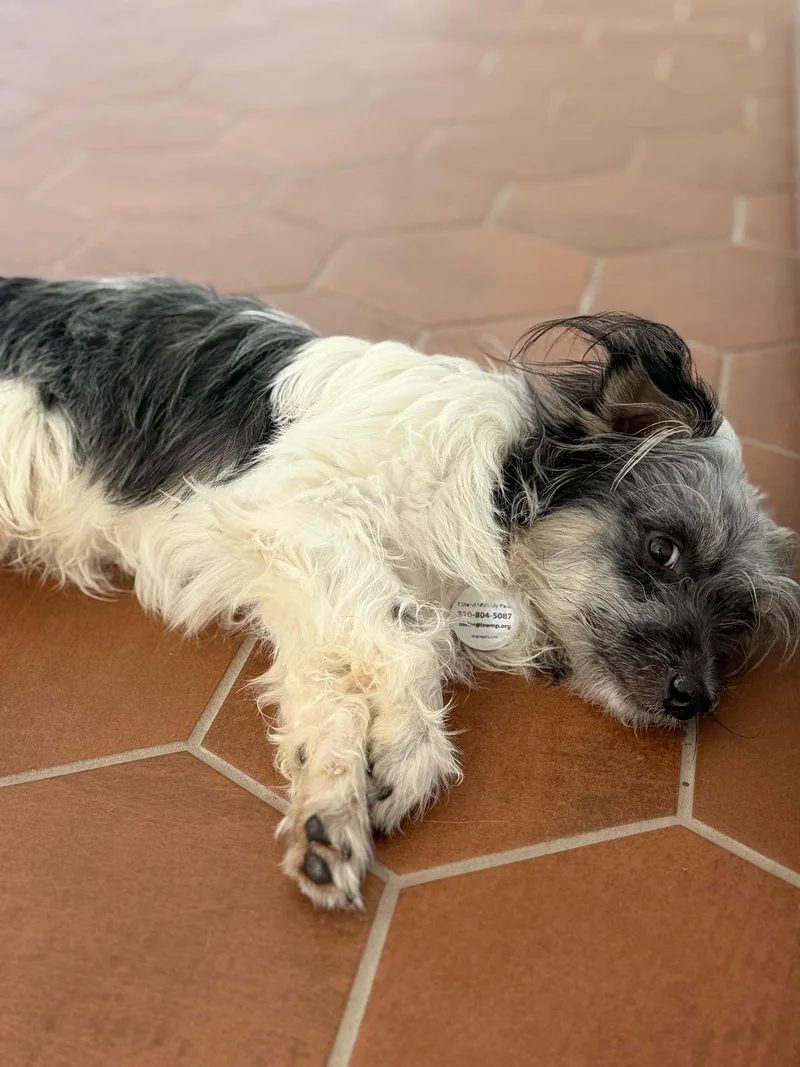 A baby small-sized male White / Cream Maltese dog named Oliver for adoption in Los Angeles, CA