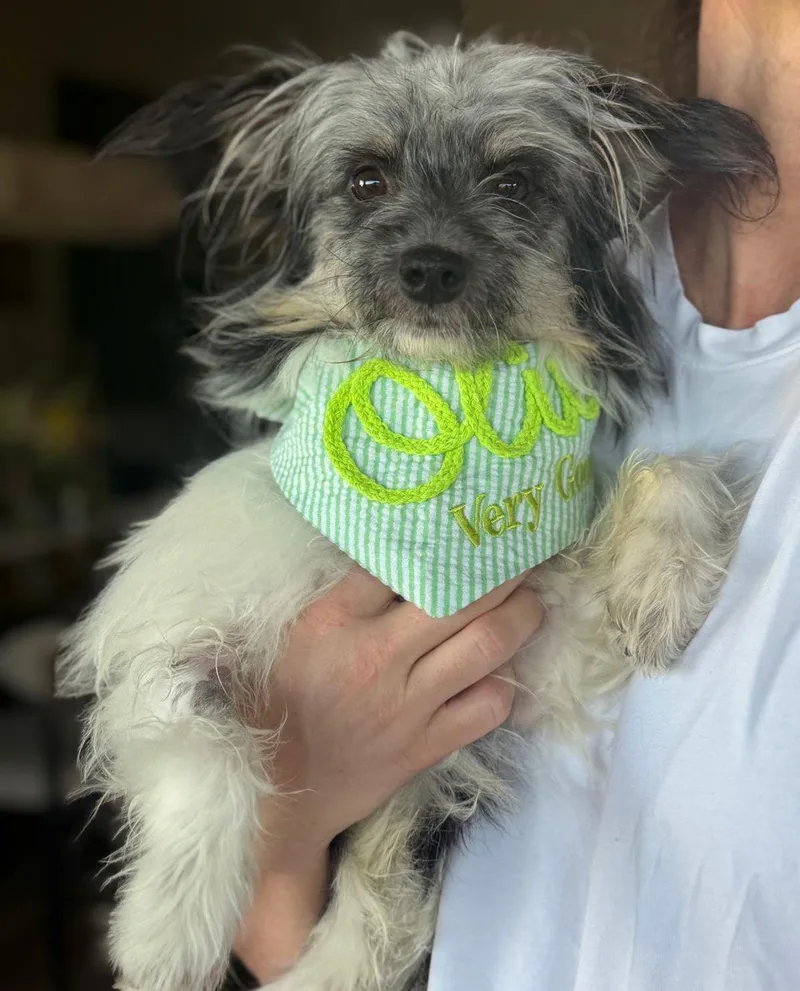 Oliver thumbnail 4
