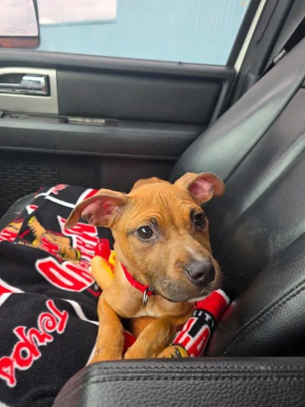 A young large-sized male Pit Bull Terrier dog named Jack for adoption in Salisbury, MD