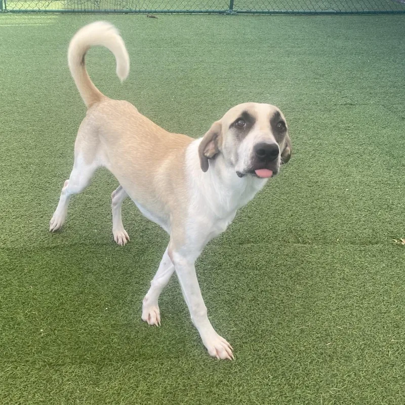 A young medium-sized female Mixed Breed dog named Marisa for adoption in LOXAHATCHEE, FL