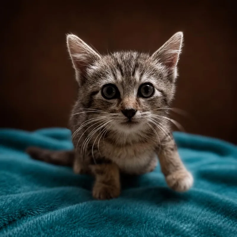 A baby small-sized male Brown / Chocolate Domestic Short Hair cat named Poblano for adoption in Enid, OK