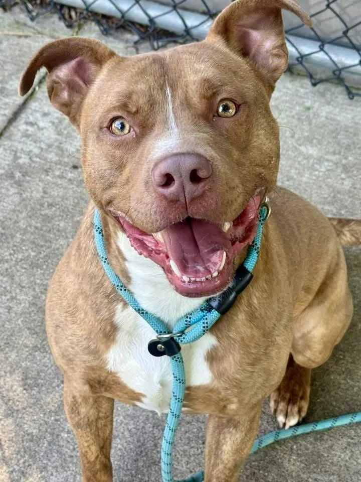 An adult medium-sized male Brown / Chocolate Pit Bull Terrier dog named Crimson for adoption in Chicago, IL