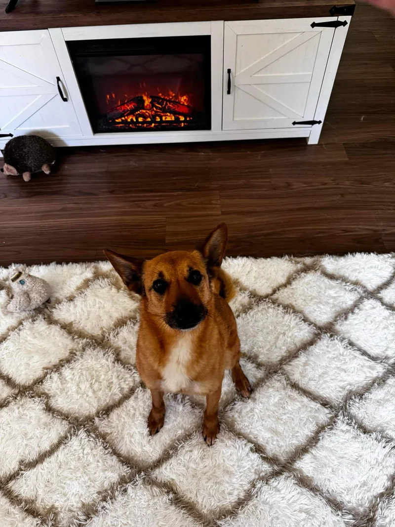 An adult medium-sized male Mixed Breed dog named Renny for adoption in Chesapeake Beach, MD