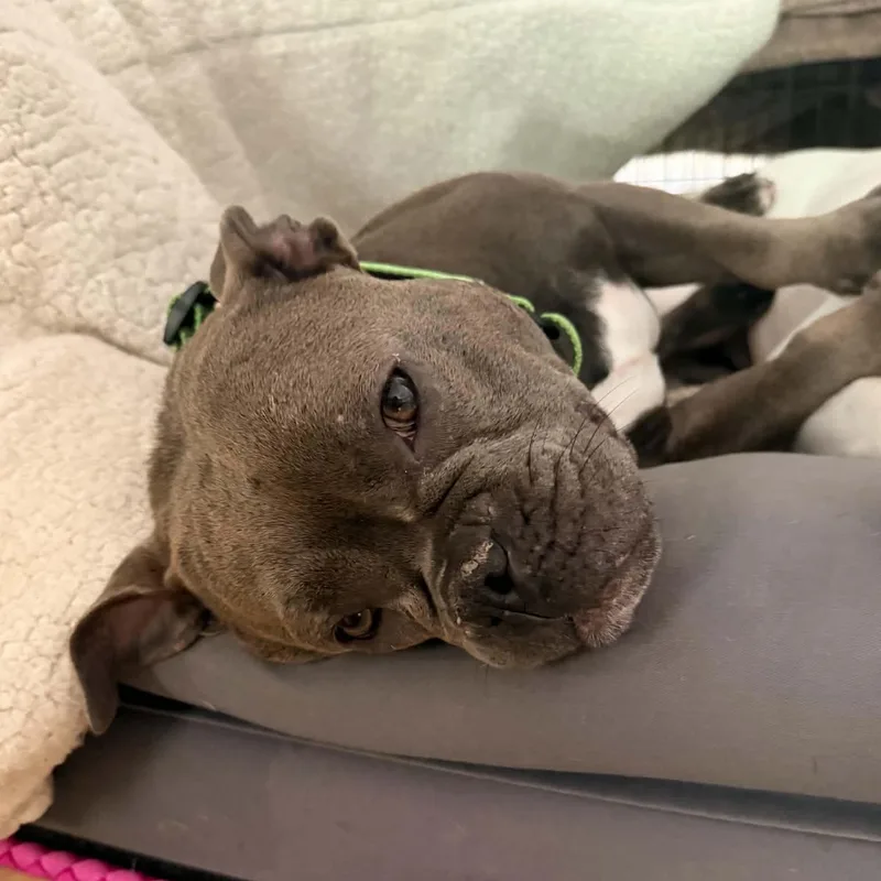 An adult medium-sized female American Bulldog dog named Short & Stack for adoption in Racine, WI