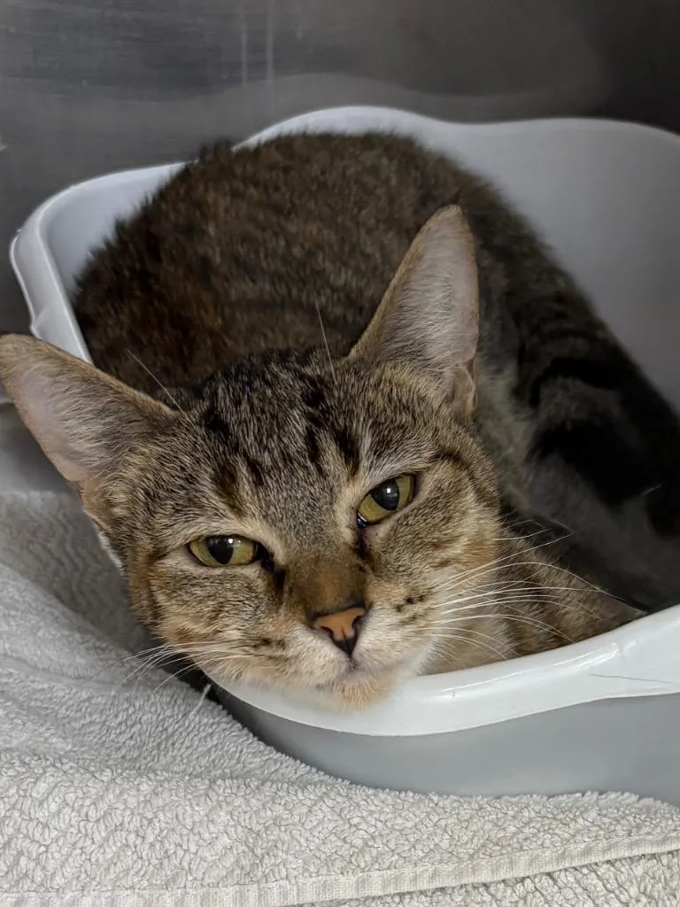 An adult medium-sized female Domestic Short Hair cat named Diva for adoption in Little Rock, AR