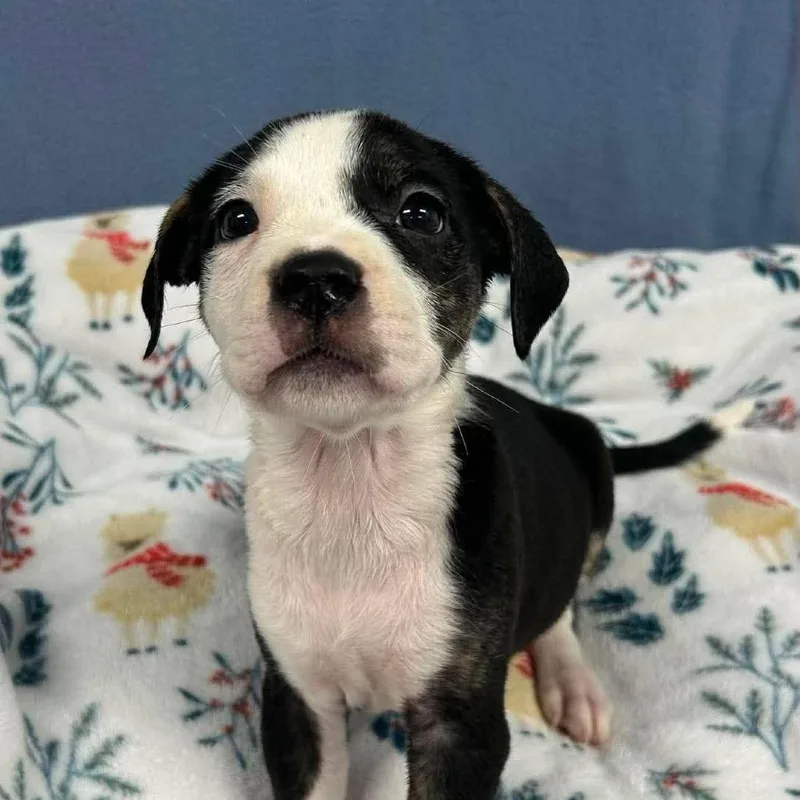 A young medium-sized female Boxer dog named Rosita for adoption in Medford, NY