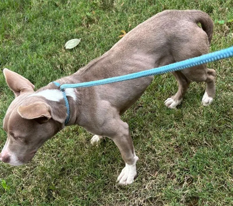 An adult medium-sized male Gray / Blue / Silver Mixed Breed dog named Renji for adoption in Cincinnati, OH