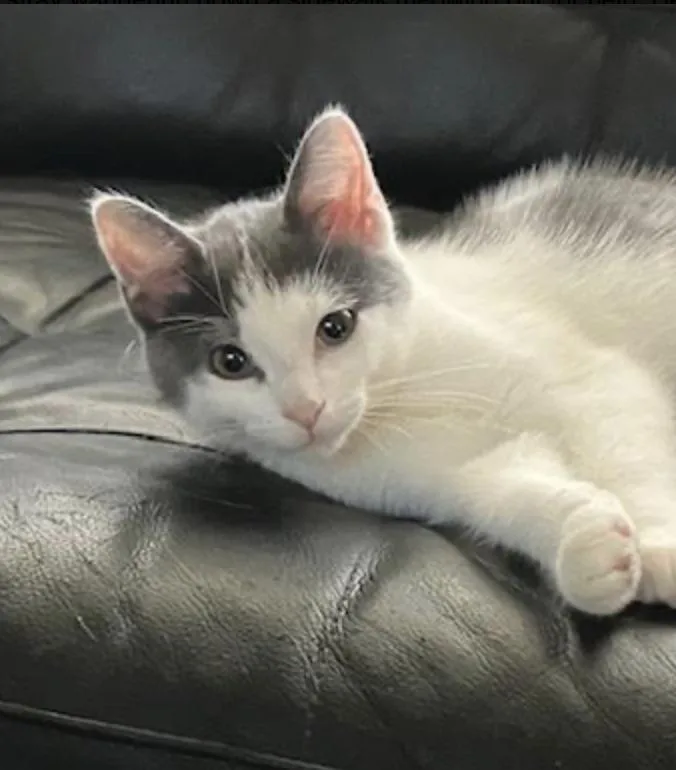 A baby medium-sized male Gray & White Domestic Short Hair cat named Newt for adoption in Cincinnati, OH