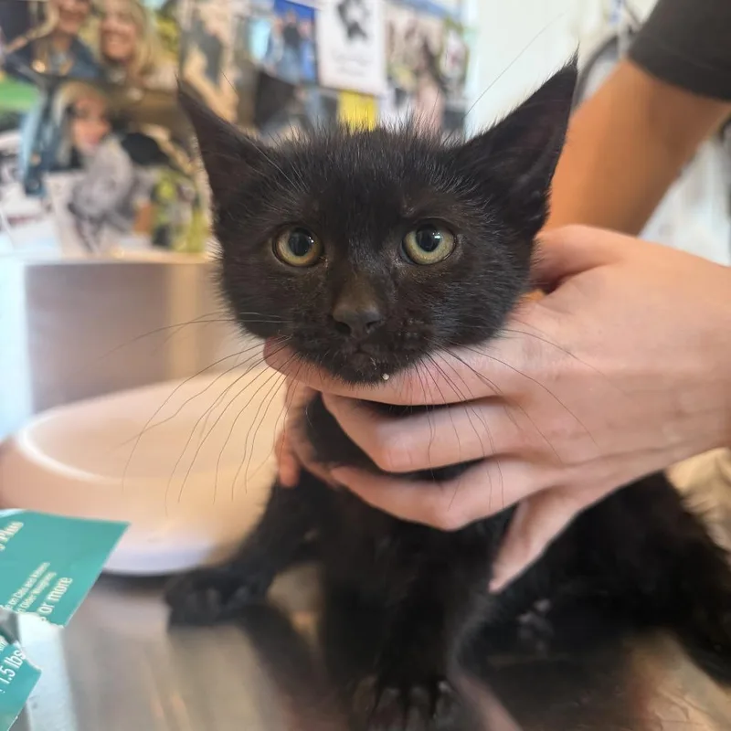 A baby small-sized female Black Domestic Short Hair cat named LaaLaa for adoption in Louisville, KY