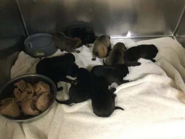 A baby small-sized female Pit Bull Terrier dog named Bonfire for adoption in Riverside, CA
