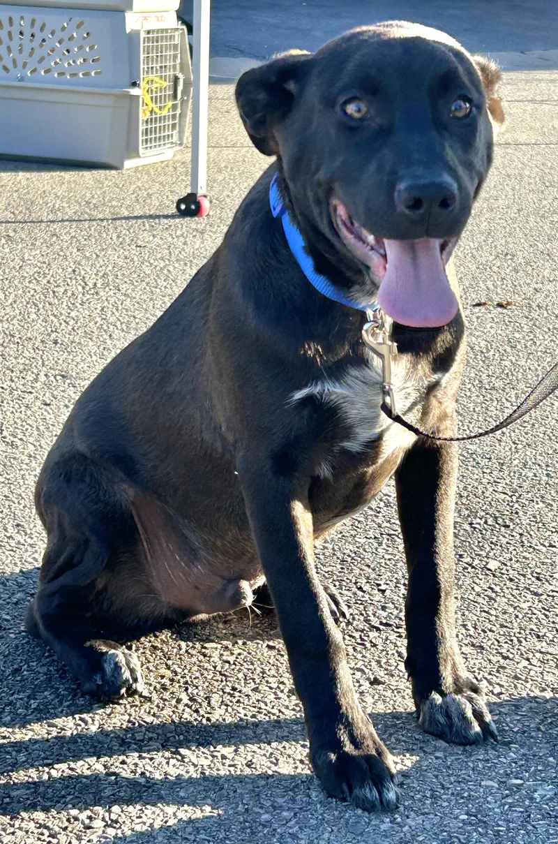 Mesquite thumbnail 3