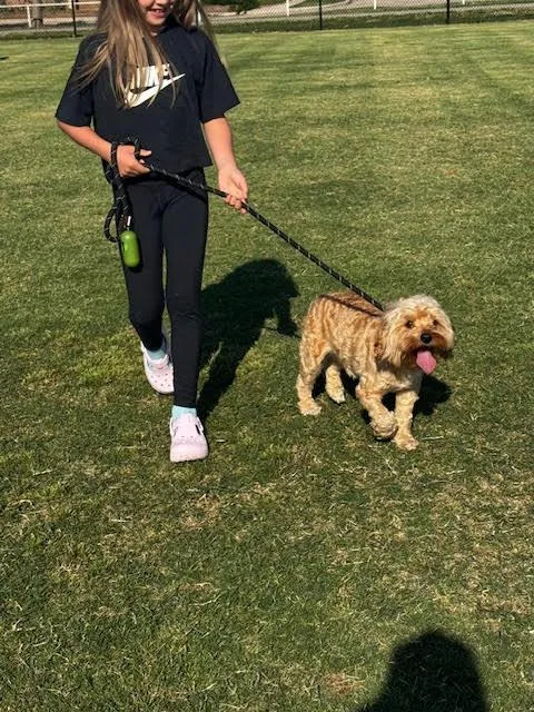 A young medium-sized male Golden Maltese dog named Odie for adoption in Piedmont, OK