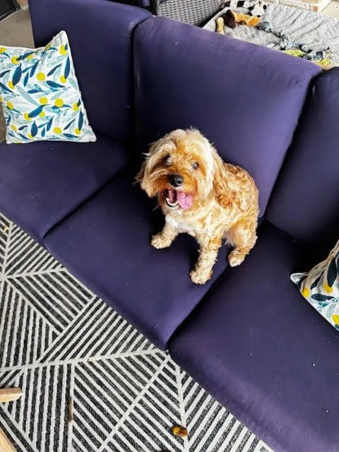 Odie thumbnail 2