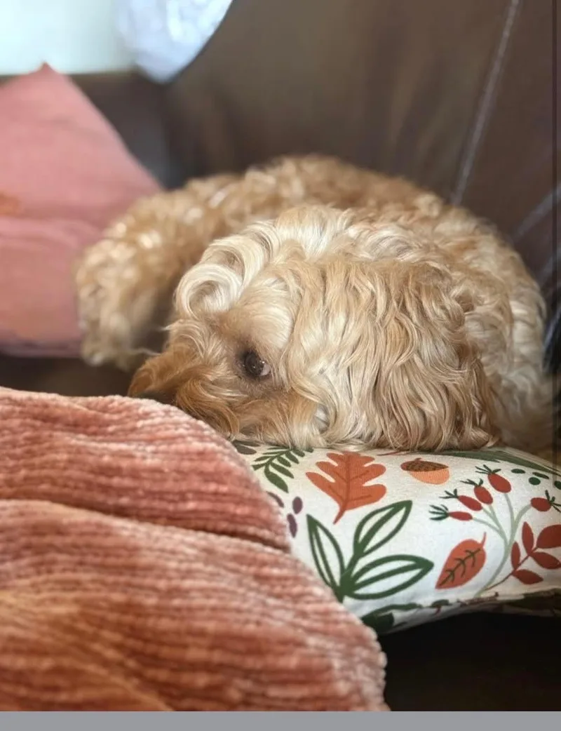 Odie thumbnail 6