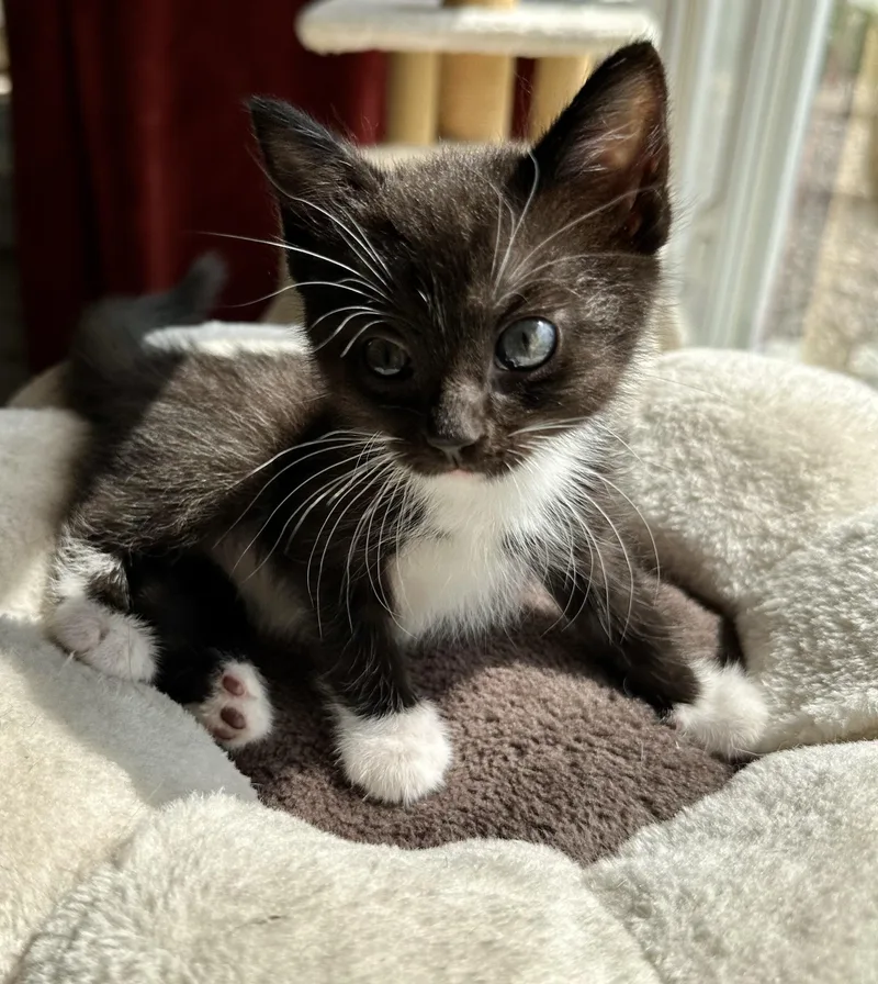 A baby medium-sized female Black & White / Tuxedo Domestic Short Hair cat named Zey for adoption in Bethel, OH