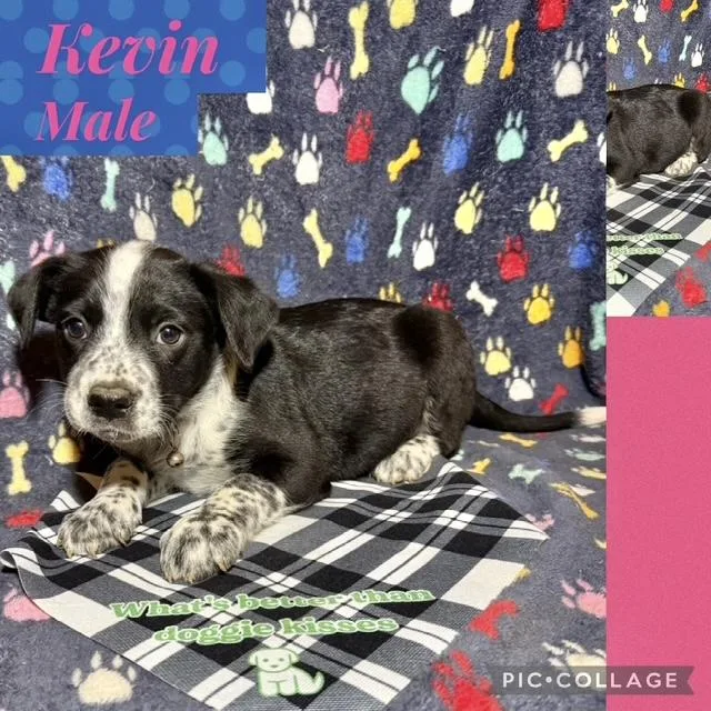 Kevin
