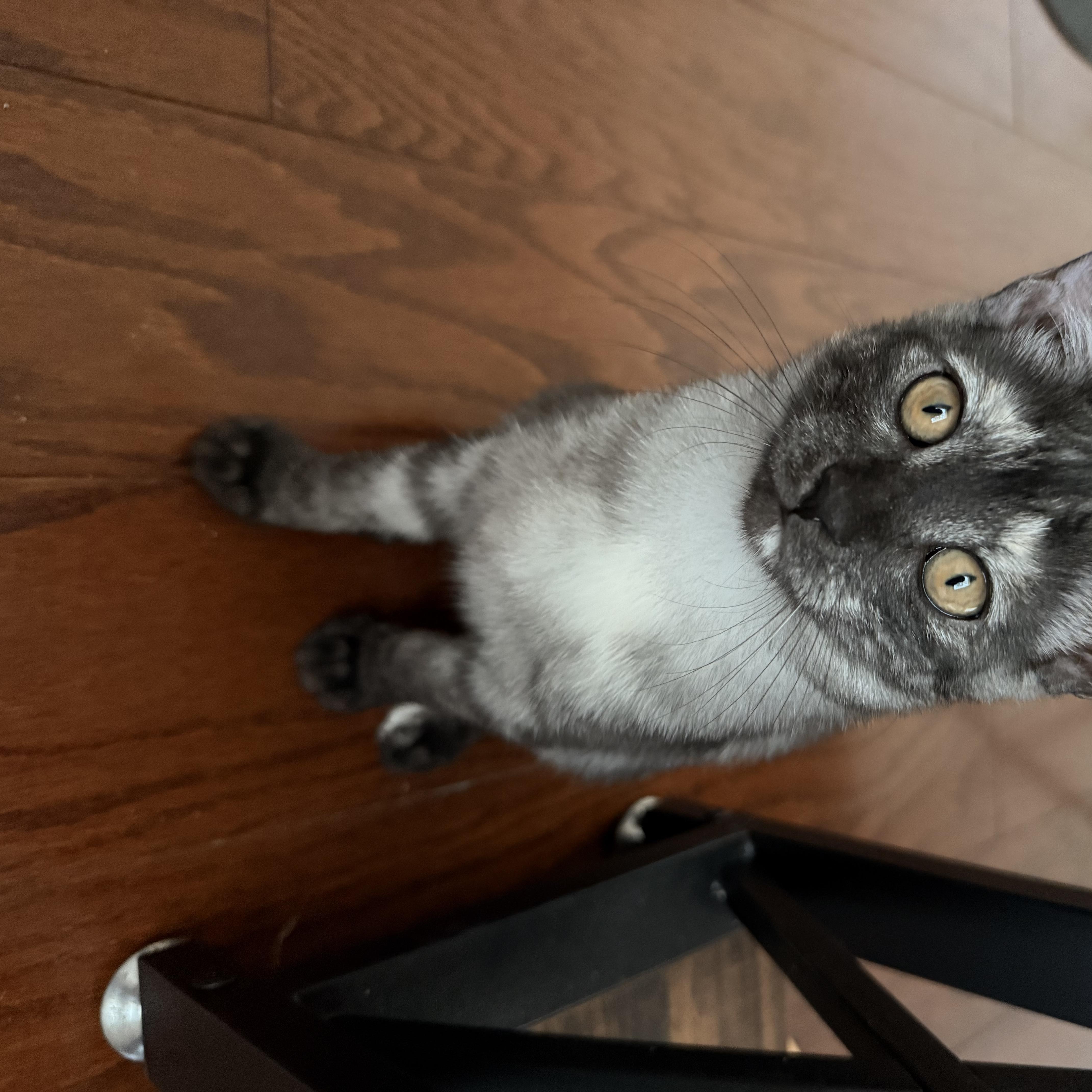 A baby small-sized female Tortoiseshell American Shorthair cat named Pepperoncini for adoption in Houston, TX