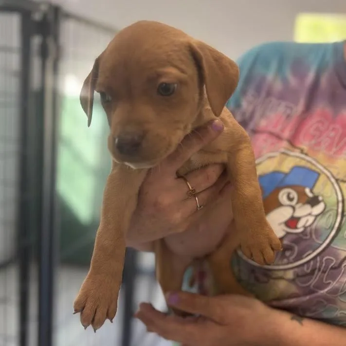 Jellybean Jones thumbnail 2