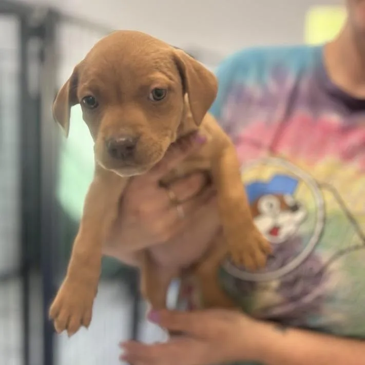 Jellybean Jones thumbnail 3