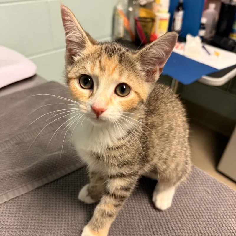 A baby small-sized female Brown / Chocolate Domestic Short Hair cat named Star for adoption in Fredericksburg, VA