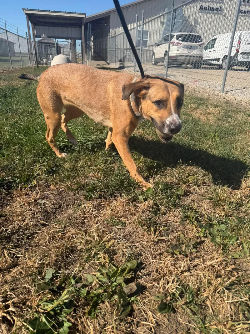 A young medium-sized female Yellow / Tan / Blond / Fawn Shepherd dog named Bee for adoption in Clinton, IL