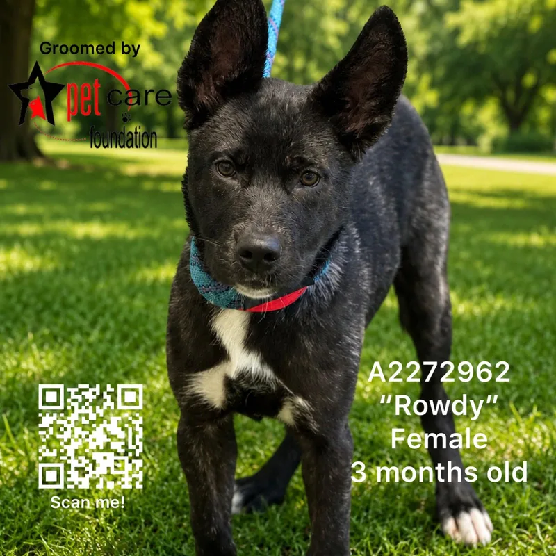 A baby medium-sized female Pit Bull Terrier dog named Rowdy for adoption in Los Angeles, CA