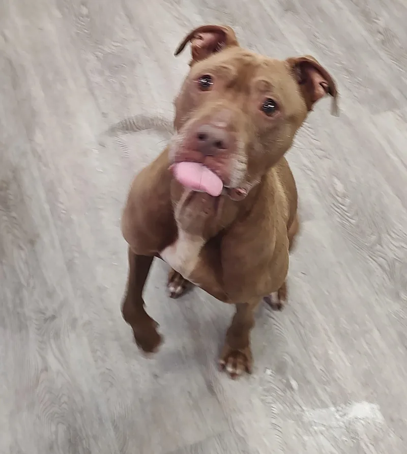 An adult medium-sized female Brown / Chocolate Boxer dog named Fudge for adoption in Newburgh, NY
