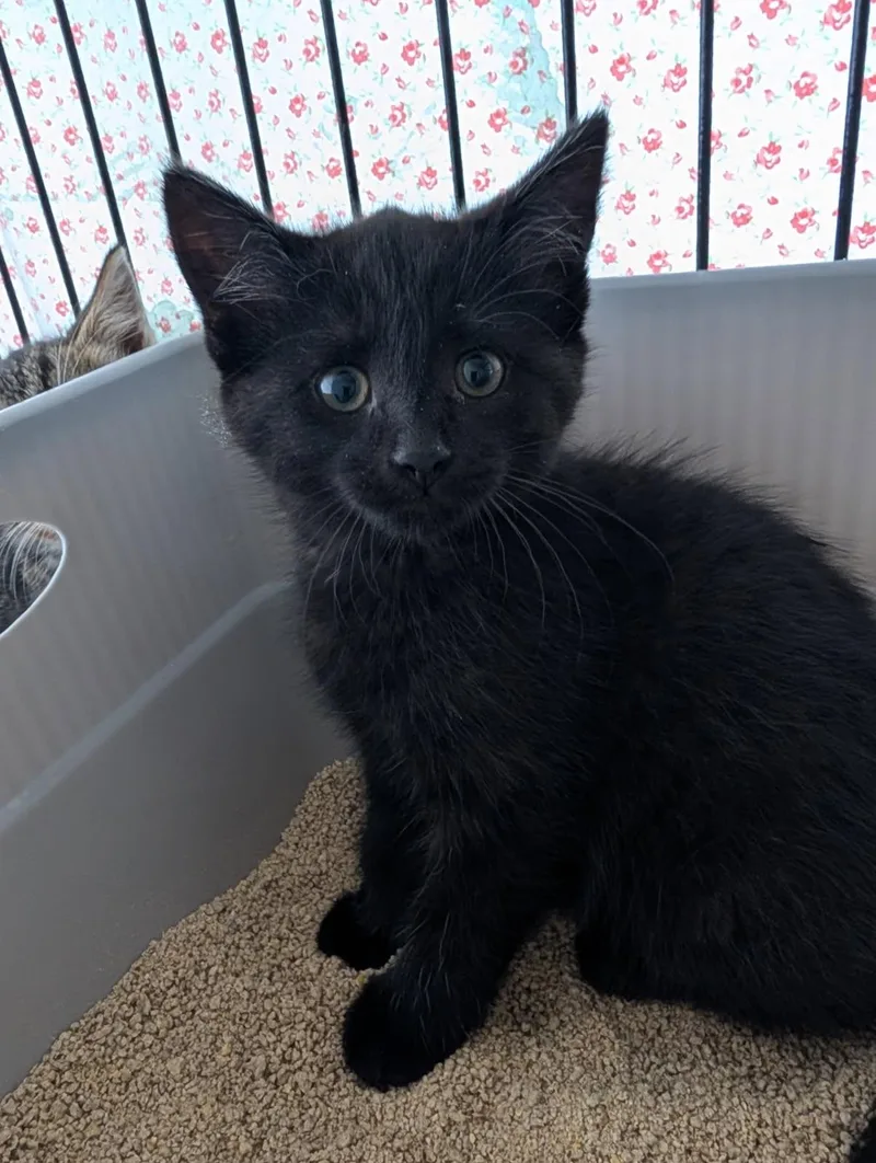 A baby medium-sized female Black Domestic Short Hair cat named Junie for adoption in Ypsilanti, MI