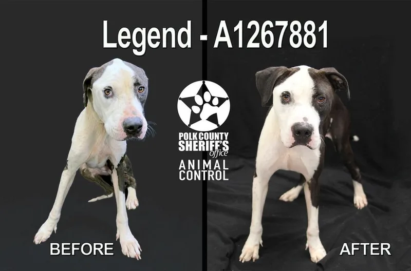 An adult medium-sized male Tricolor (Brown, Black, & White) American Bulldog dog named Legend for adoption in Lakeland, FL