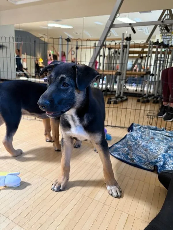 A young medium-sized male Black German Shepherd Dog dog named Gideon for adoption in renton, WA