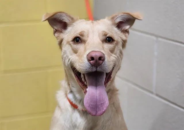 A young medium-sized female Labrador Retriever dog named Bailey for adoption in Colorado Springs, CO