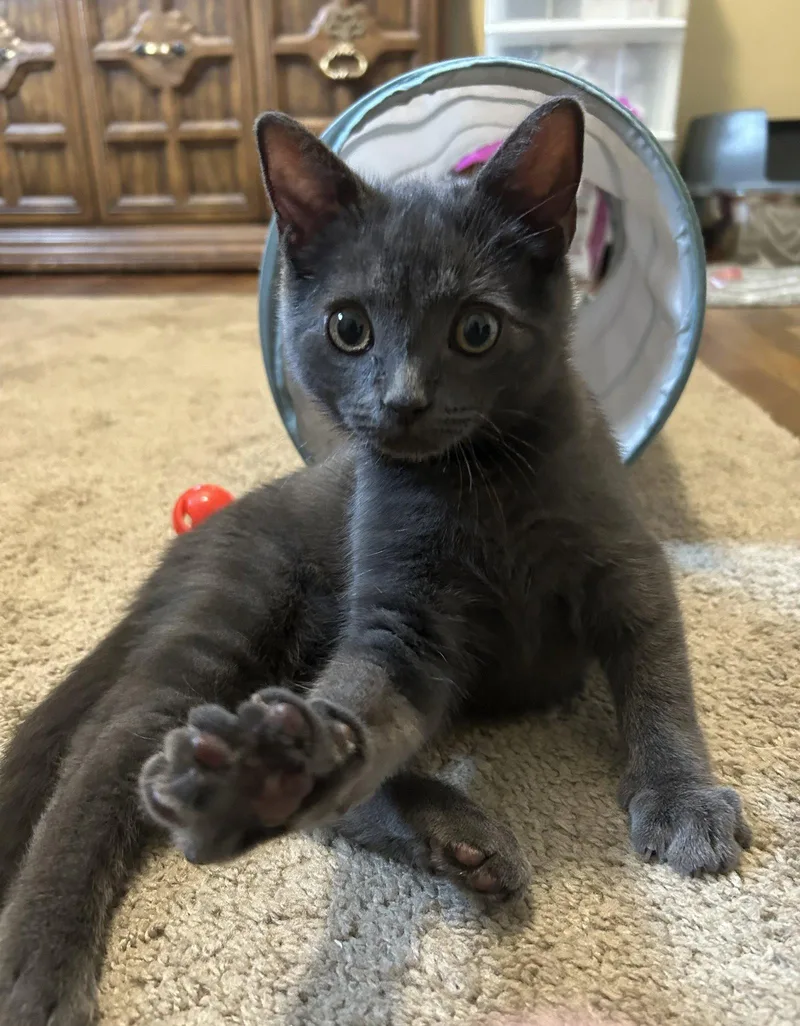 A baby medium-sized male Gray / Blue / Silver Domestic Short Hair cat named Dusty for adoption in Stewartsville, NJ