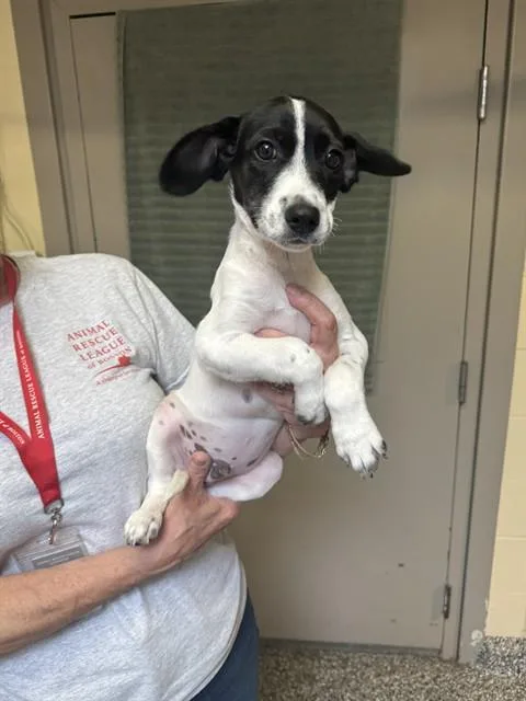 A baby medium-sized male Labrador Retriever dog named Lamine Yamal for adoption in Brewster, MA