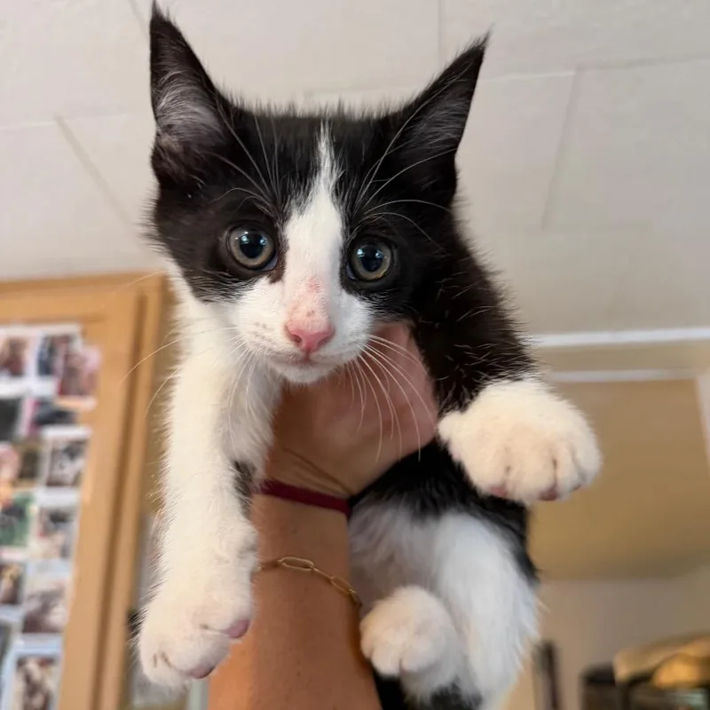 A baby small-sized male Black Domestic Short Hair cat named Skully for adoption in Hanna City, IL