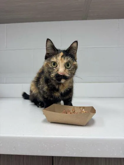 An adult small-sized female Black Domestic Short Hair cat named The Bald And The for adoption in Kansas City, MO