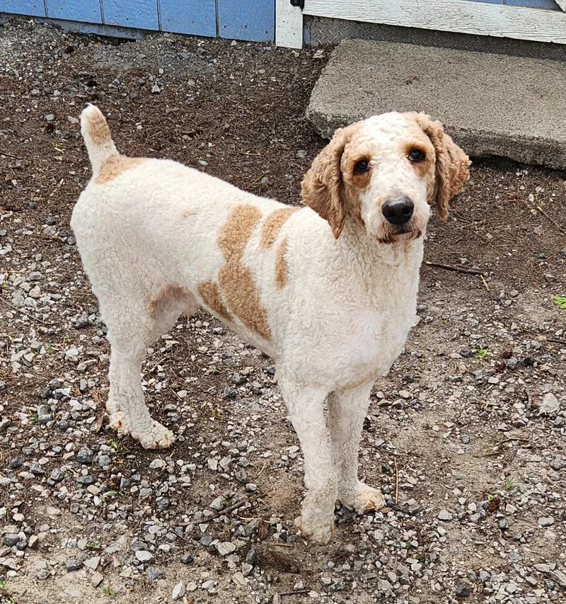 A young medium-sized male White / Cream Standard Poodle dog named Hank for adoption in Liberty Center, OH