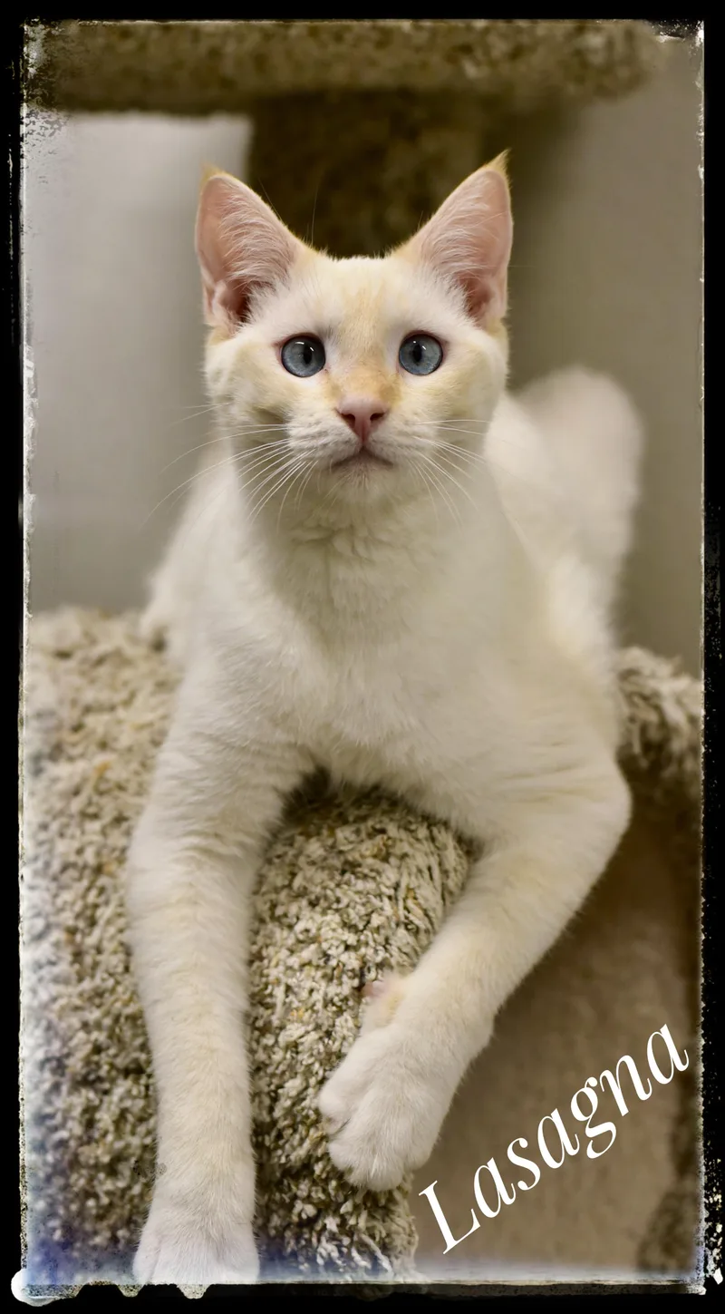 A young small-sized male Siamese cat named Lasagna for adoption in El Cajon, CA