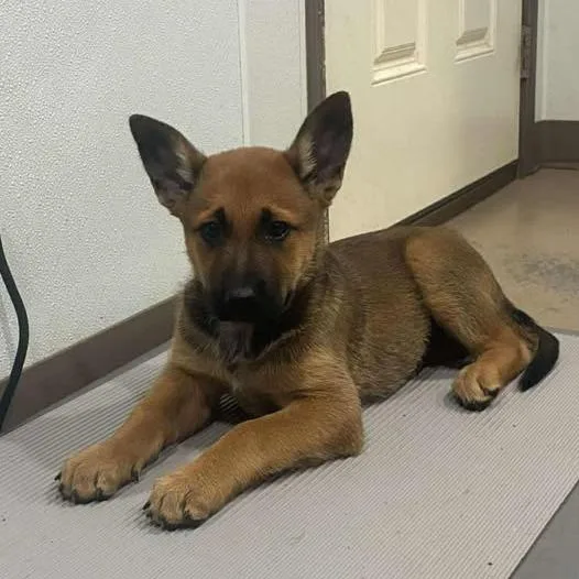 A baby small-sized male Brown / Chocolate Australian Cattle Dog / Blue Heeler dog named Milo for adoption in Buchanan Dam, TX