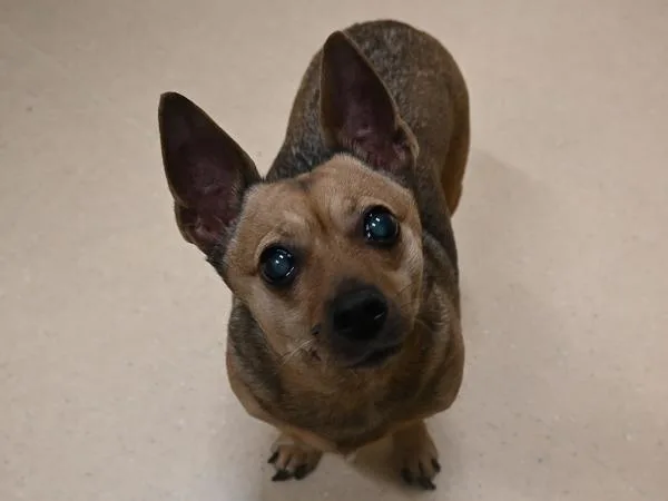 A senior small-sized female Chihuahua dog named Pixie for adoption in Portland, OR