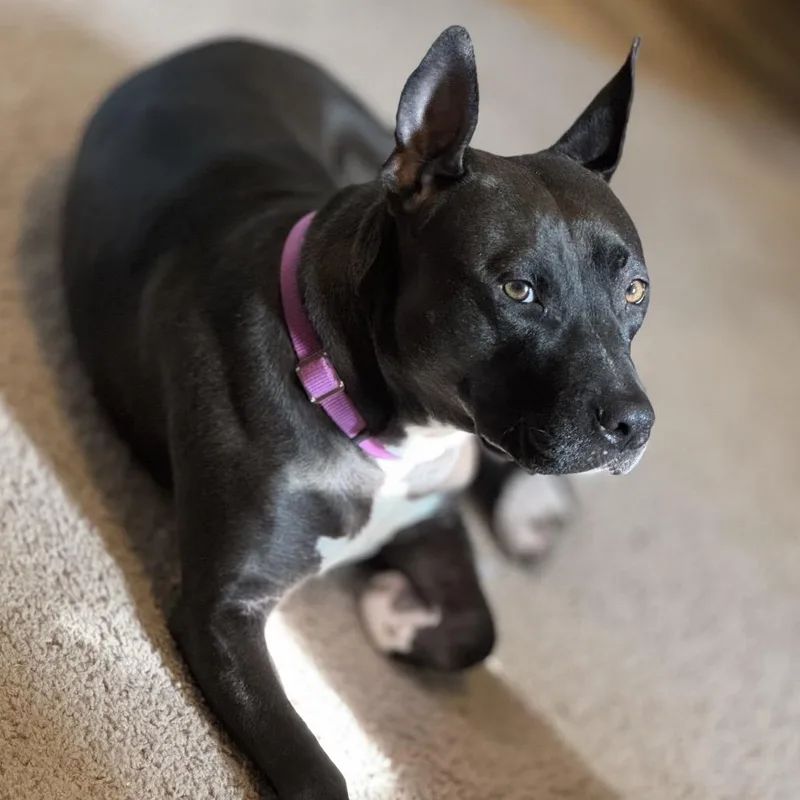 An adult medium-sized female Black Mixed Breed dog named Moana for adoption in Philadelphia, PA