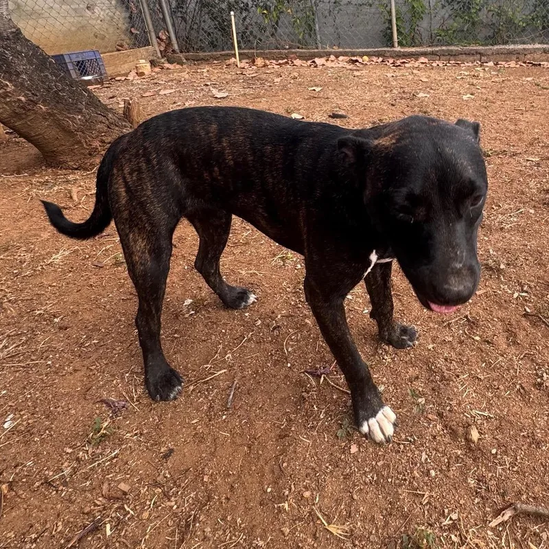 A young small-sized female Brown / Chocolate Pit Bull Terrier dog named Ambar for adoption in Vieques, PR