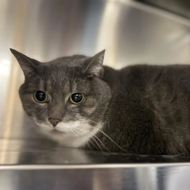 An adult large-sized female Gray / Blue / Silver Domestic Short Hair cat named Muffin for adoption in Saint Louis, MO