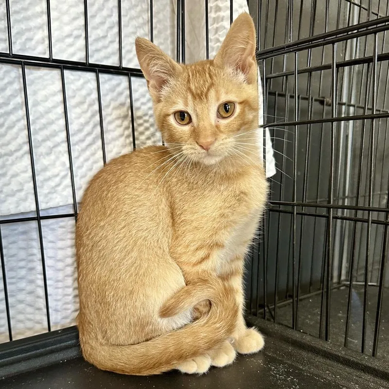 A baby small-sized male Orange / Red Domestic Short Hair cat named Rune LR for adoption in Union, MO
