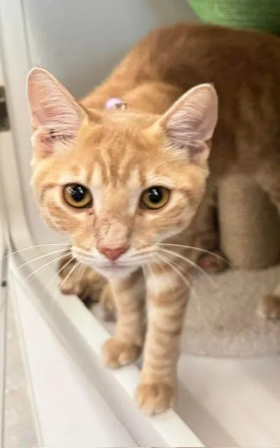 Dewey