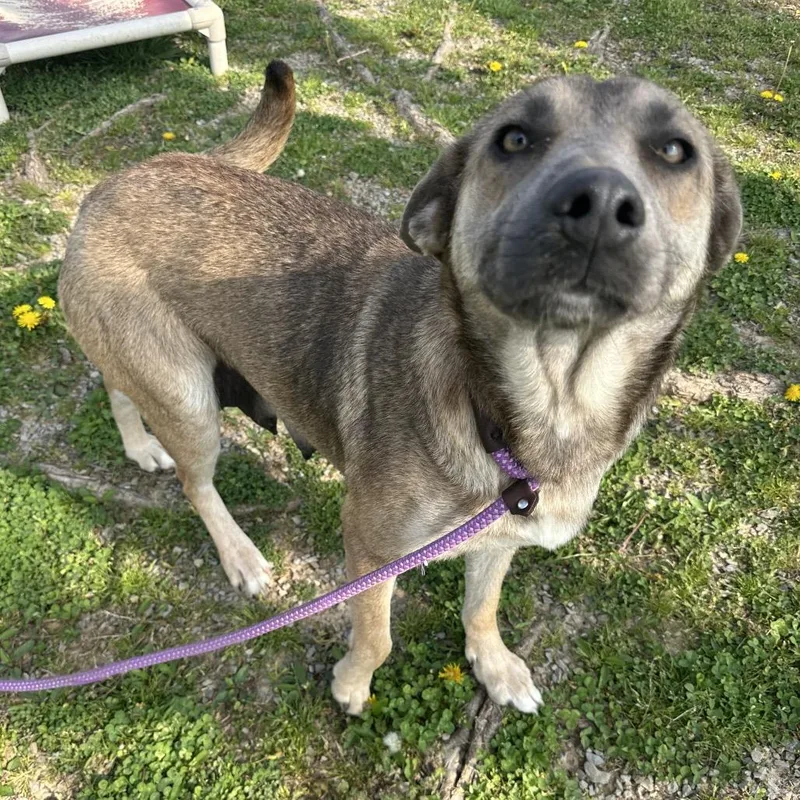 An adult medium-sized female Yellow / Tan / Blond / Fawn Mixed Breed dog named Jenny for adoption in Cape Girardeau, MO