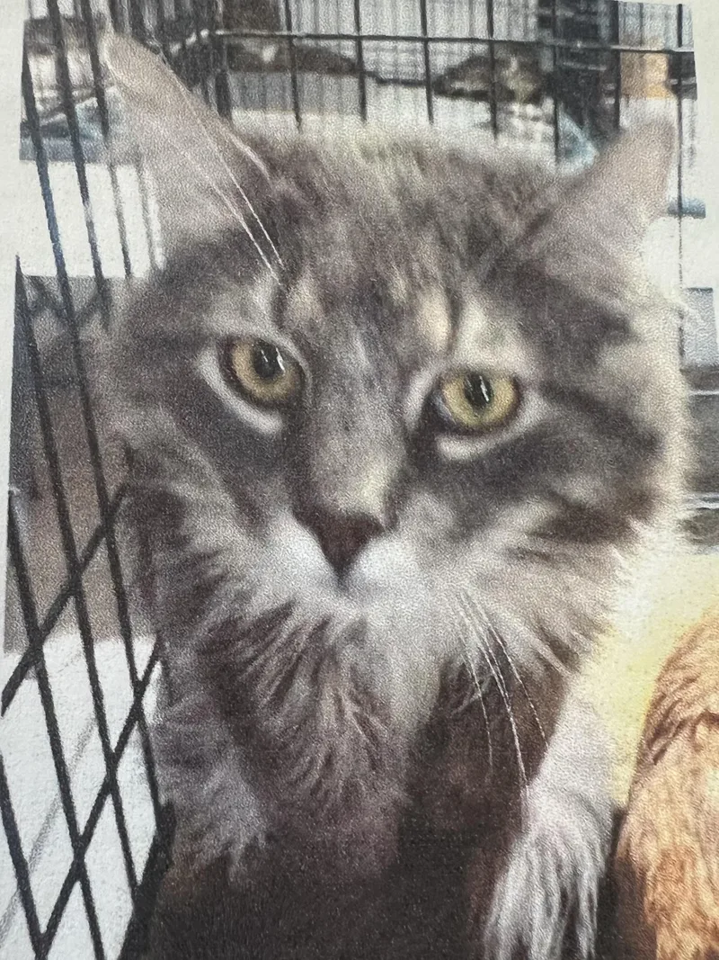 An adult medium-sized male Gray & White Domestic Long Hair cat named Gizmo for adoption in New Windsor, NY