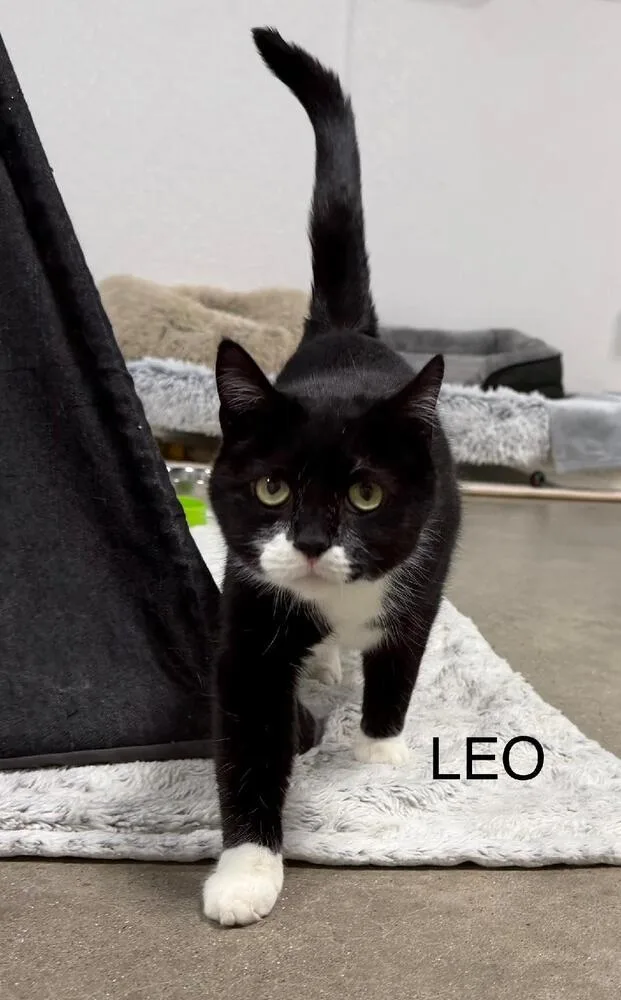An adult medium-sized male Black & White / Tuxedo Domestic Short Hair cat named Leo for adoption in Breinigsville, PA