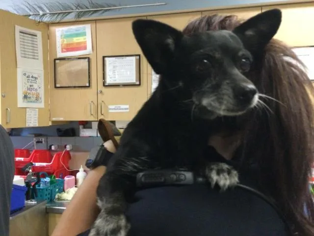 An adult small-sized female Chihuahua dog named Magic for adoption in Riverside, CA